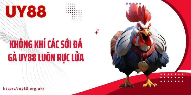Không khí các sới đá gà UY88 luôn rực lửa
